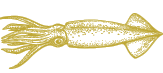 Whole Illex